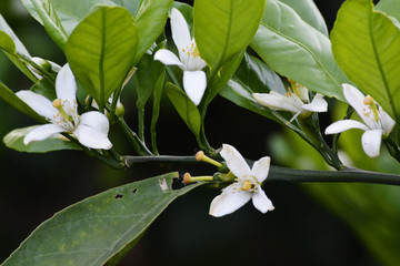 橘子花