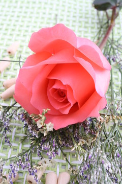 玫瑰花蕾康乃馨满天星网格底纹