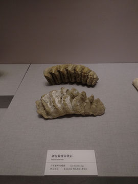 旧石器时代动物骨骼化石