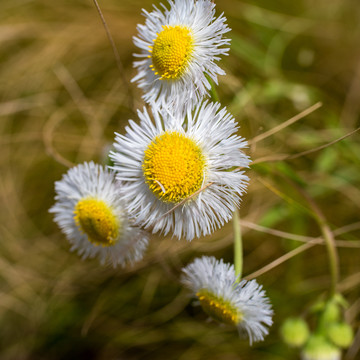 雏菊