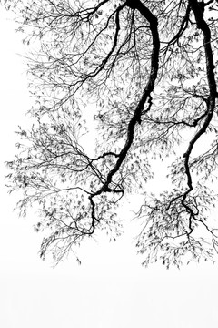 黑白树枝 抽象树枝