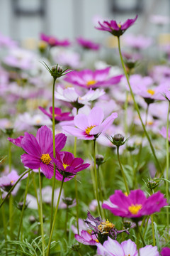 粉色小花 格桑花