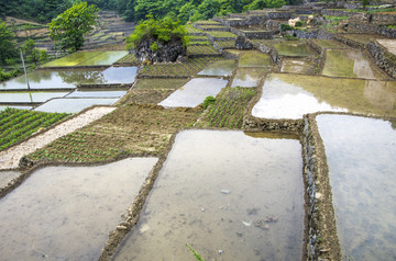 雷波县稻田