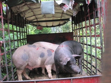猪 养猪 猪圈 卖猪 成品猪