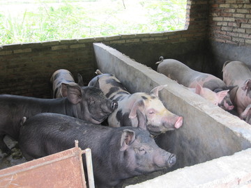 猪 养猪 猪圈 卖猪 成品猪