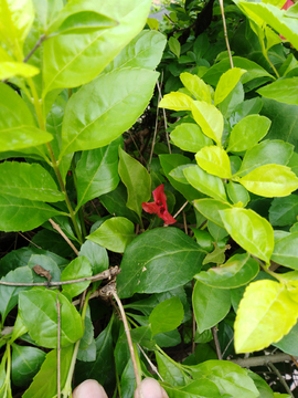 小叶草 草 杂草 绿化草
