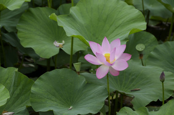 莲花池