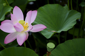 荷花特写