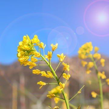 油菜花