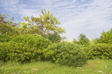 绿丛风景