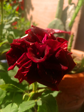 月季花