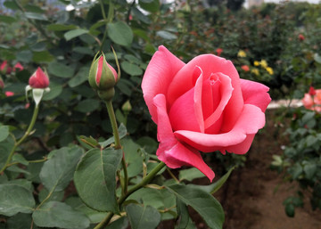 玫瑰花