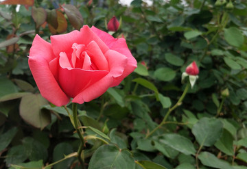 玫瑰花