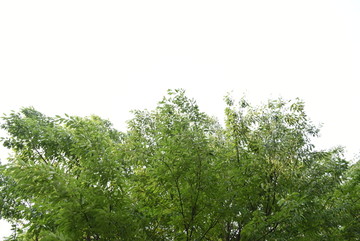 绿色背景 边框 树木