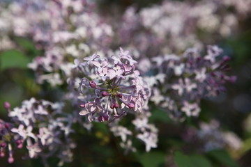 丁香花 丁香 丁香树 春天 花