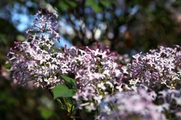 丁香花