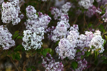 丁香花 丁香 丁香树 春天 花