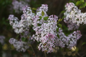 丁香花 丁香 丁香树