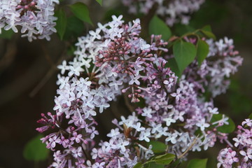 丁香花 丁香