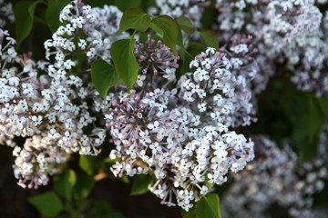 丁香花