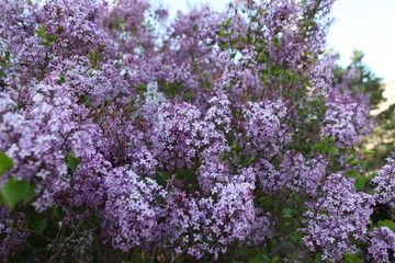 丁香花 丁香