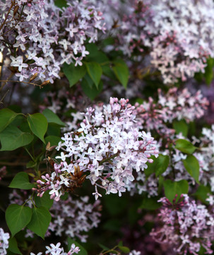 丁香花