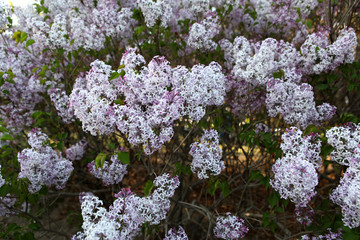 丁香花 丁香 丁香树