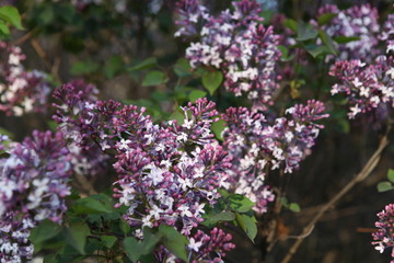 丁香花 丁香 丁香树