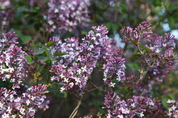 丁香花 丁香 丁香树 春天 花