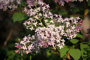 丁香花 丁香 丁香树