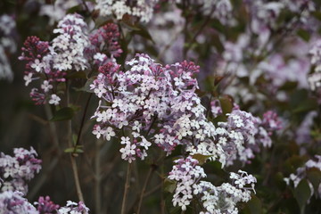 丁香花 丁香