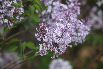 丁香花 丁香