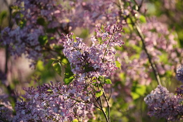 丁香花 丁香