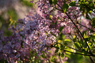 丁香花