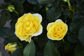 黄玫瑰