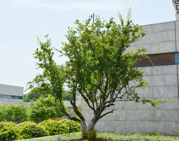 石榴树