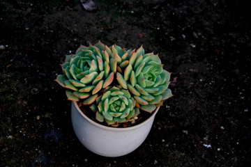 拉姆雷特多肉植物