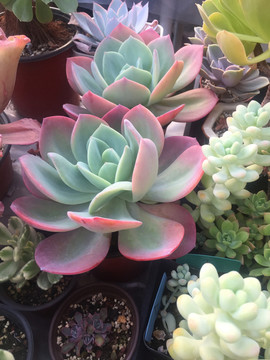 白凤