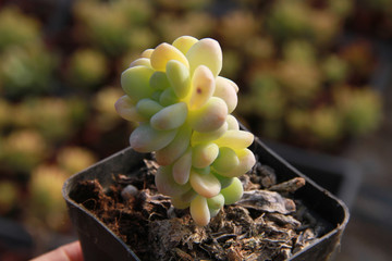 凝脂莲