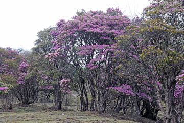 马耳山杜鹃花
