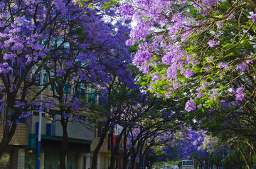 蓝花楹 绿荫大道