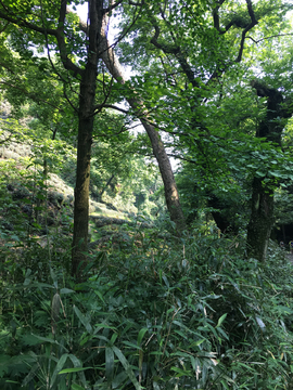 森林小道