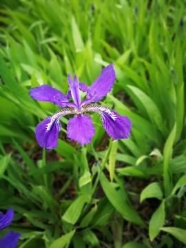 紫色金蝴蝶花