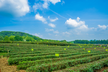 茶园风景图