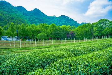 茶园风景图