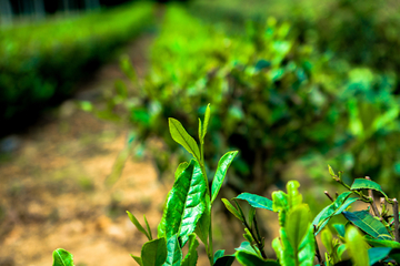 茶芽 高清大图