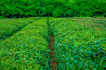 茶园风景图