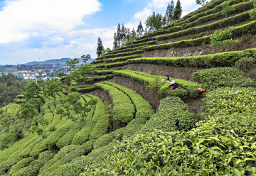 茶园 梯田