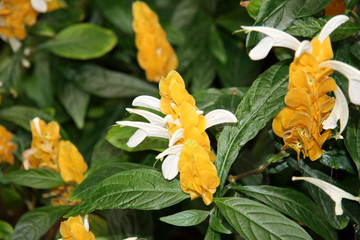虾衣花