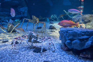 海洋动物 鱼蟹